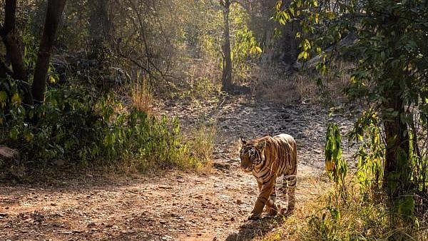 <div class="paragraphs"><p>Asub-adult tigress, walks on a trail of Ranthambore National Park. (Representative image)</p></div>