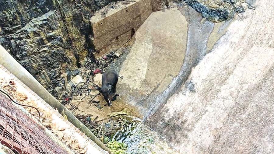 A wild jumbo that has fallen into a canal, at a private power generation plant, near Shivanasamudra, Malavalli taluk, Mandya district. dh photo