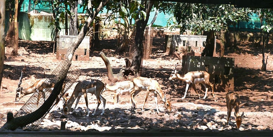 <div class="paragraphs"><p>Blackbucks in the enclosure at Kittur Rani Channamma Mini Zoo, located at Bhutaramanhatti village in Belagavi taluk.</p></div>