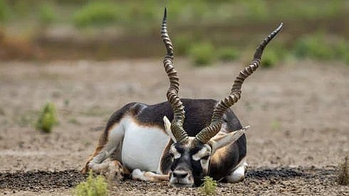 <div class="paragraphs"><p>Blackbuck. </p></div>