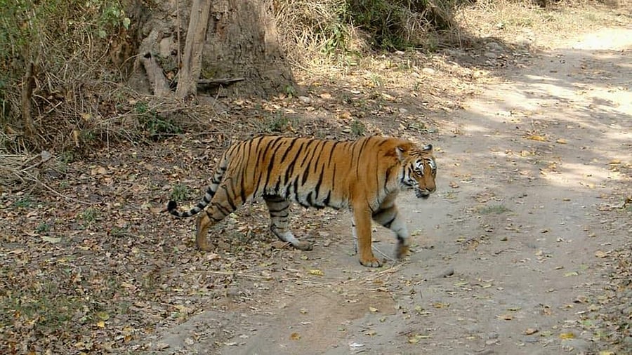 <div class="paragraphs"><p>Corbett Tiger Reserve.</p></div>
