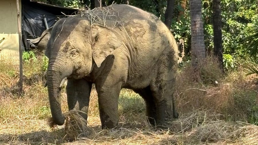 <div class="paragraphs"><p>Wild Elephant 'Omkar'</p></div>