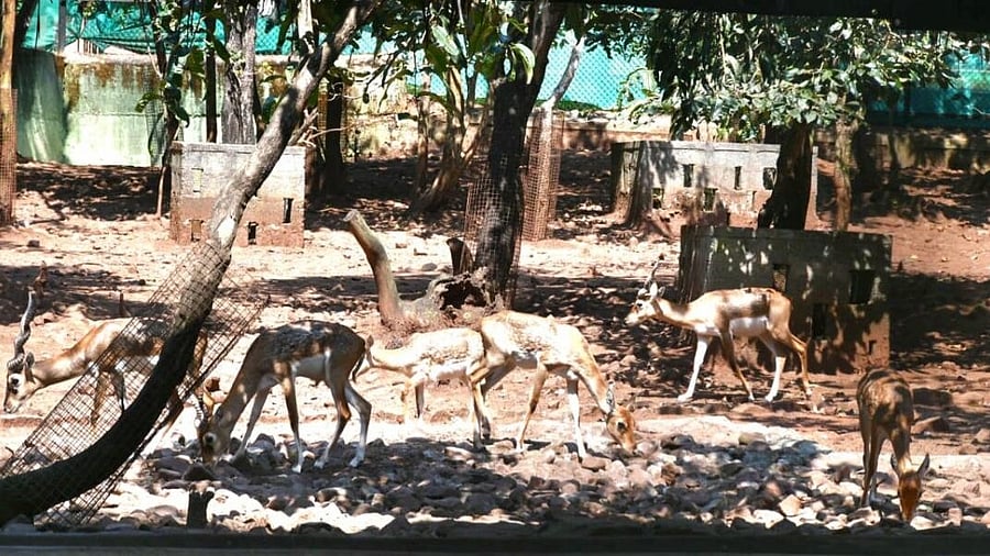 <div class="paragraphs"><p>Black bucks at the zoo in Belagavi</p></div>
