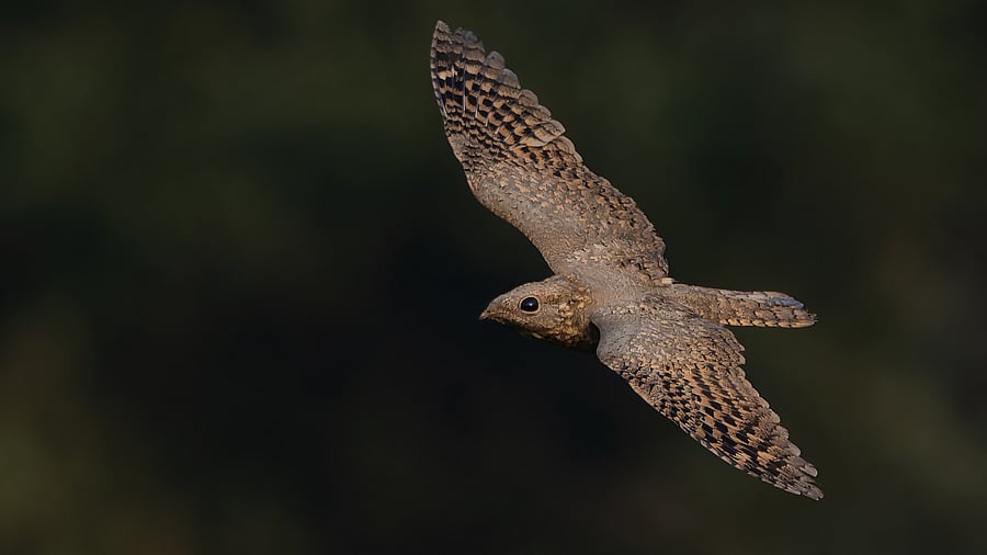 <div class="paragraphs"><p>Sykes's Nightjar bird that was spotted by birdwatchers at Jokatte in Mangaluru on November 16. </p></div>