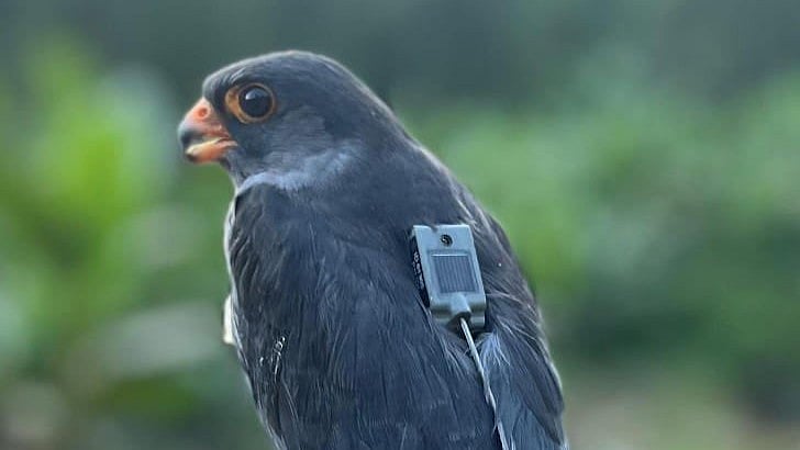 <div class="paragraphs"><p>The tagged Amur Falcon. </p></div>