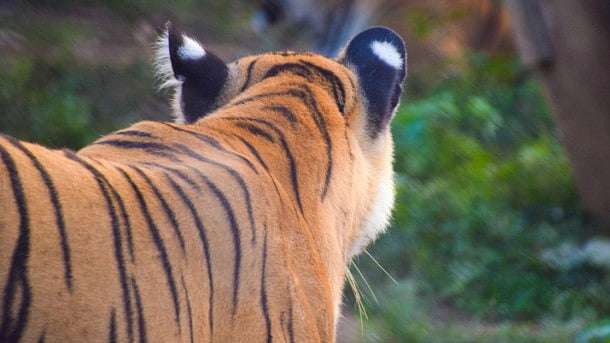 Ranthambore Tiger Strays Near Hotel in Sawai Madhopur, Rajasthan