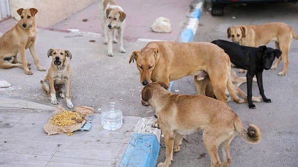 <div class="paragraphs"><p>Representative image of stray dogs.</p></div>