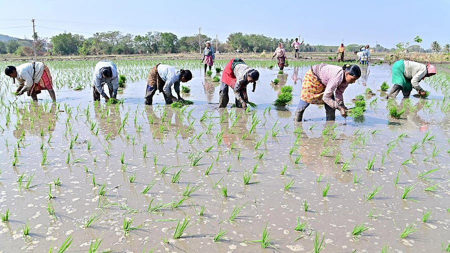 <div class="paragraphs"><p>From farm workers to rice mills, lorry & tractor owners, agro-chemical dealers and hamals at APMC yards, everyone in the rice economy of the four districts of Kalyana Karnataka will be hit if there is no second crop in the Tungabhadra command area this rabi season. </p></div>