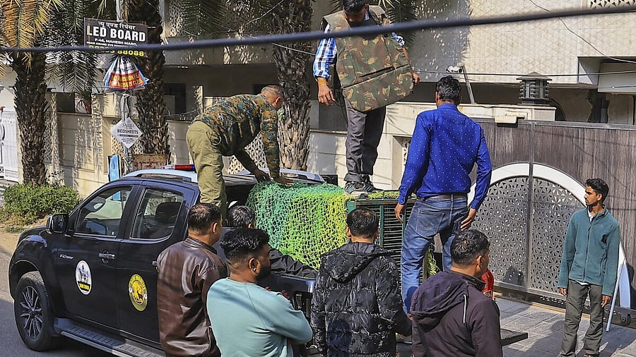 <div class="paragraphs"><p>Leopard rescued in Jaipur</p><p></p></div>