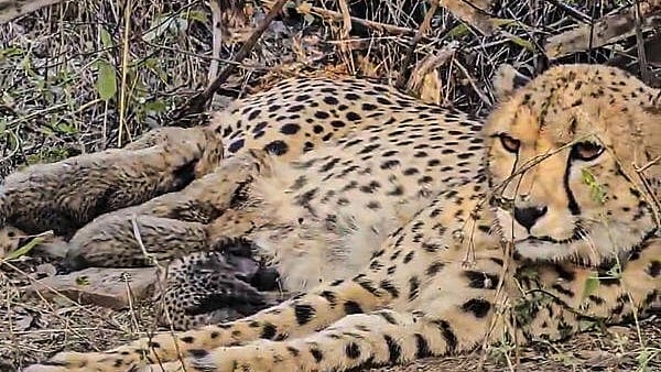 <div class="paragraphs"><p>Indian-born cheetah Mukhi gave birth to five cubs in Kuno National Park.</p></div>