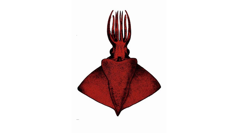 <div class="paragraphs"><p>An image of the newly discovered octopus-squid.</p></div>