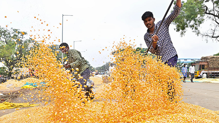 <div class="paragraphs"><p>Farmers say that heavy monsoon rains had caused extensive crop damage, with nearly 20% of the maize yield either washed away or sprouting in the fields. </p></div>