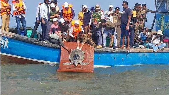<div class="paragraphs"><p>After 3 months of treatment, Olive Ridley turtle returns to sea </p></div>