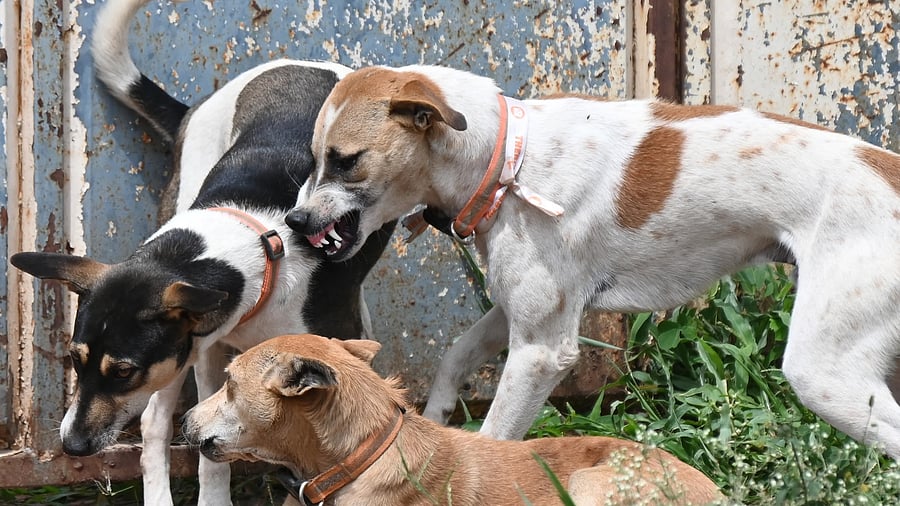 <div class="paragraphs"><p>The Greater Bengaluru Authority (GBA) is now scouting for locations to set up new dog pounds and planning a slew of initiatives to bring down the rate of dog bites in the city. </p></div>