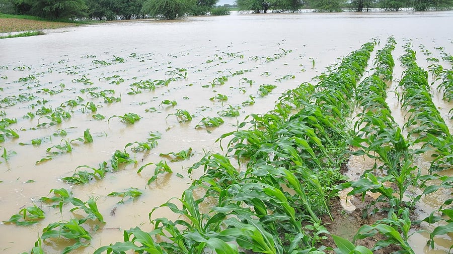 Farmers of north Karnataka region cultivating dry crops are not just affected by flooded fields, but also diseases caused by excess rainfall. 