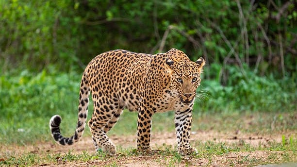 <div class="paragraphs"><p>Representative image of a leopard.</p></div>