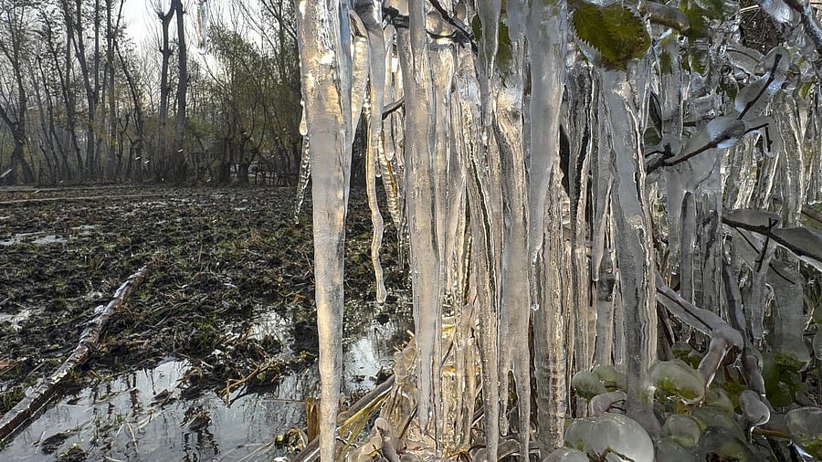 <div class="paragraphs"><p>Tree branches and leaves covered with icicles on a winter morning, in Anantnag, Jammu and Kashmir.</p></div>