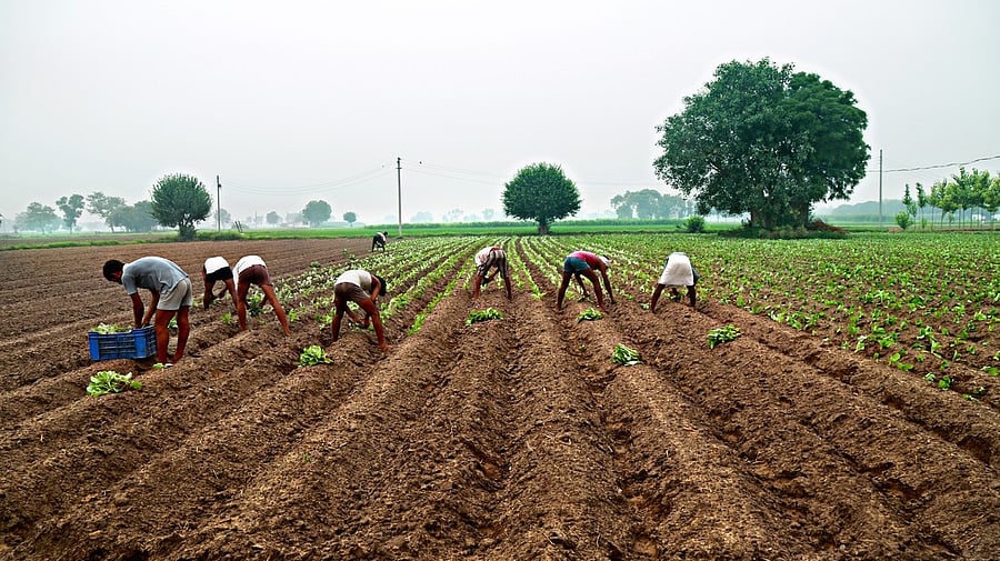 <div class="paragraphs"><p>Representative image of farmers</p></div>