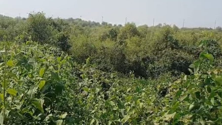 <div class="paragraphs"><p>The Pagote mangrove site has regrown.&nbsp;</p></div>