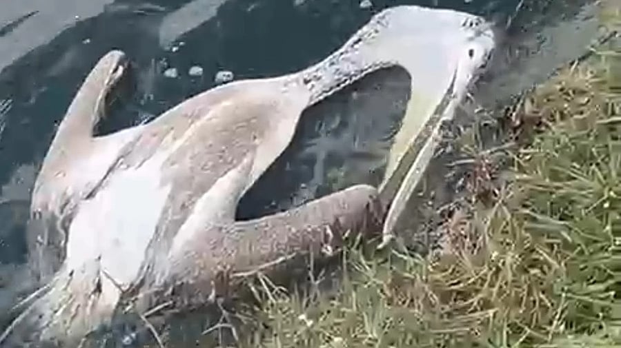 At least five dead birds have been spotted in the lake and along the walkway over the past 10 days.