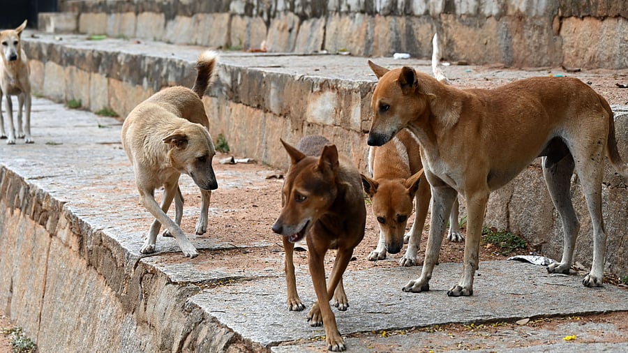 <div class="paragraphs"><p>A new government order promises Rs 5,000 compensation for stray dog bites. </p></div>