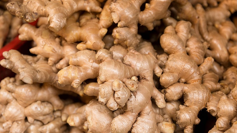 <div class="paragraphs"><p>Representative image of ginger.</p></div>