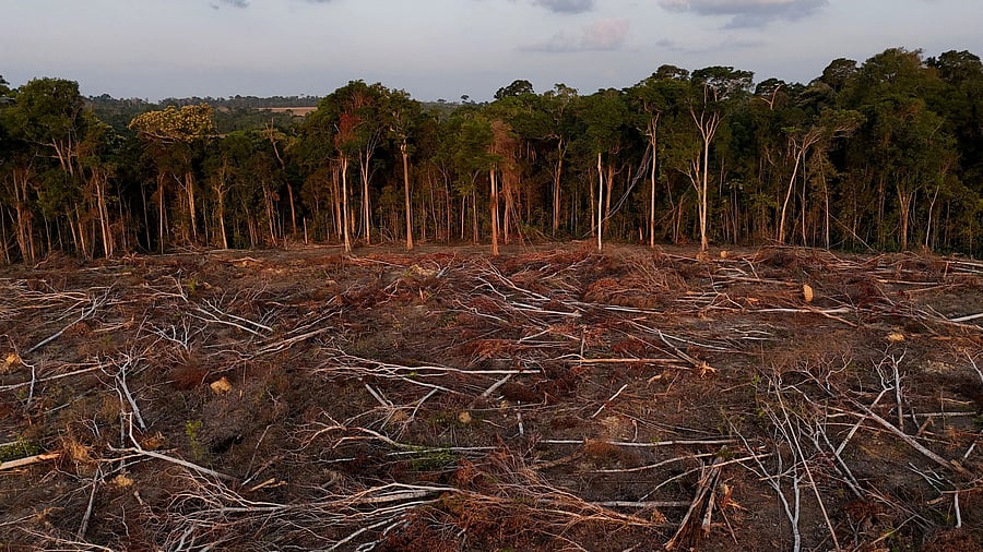 <div class="paragraphs"><p> A drone views shows fallen trees in a secondary forest where farmers (not pictured) were in the last stages of clearing land as soybean farming expanded in the Amazon, in Santarem, Para state, Brazil </p></div>