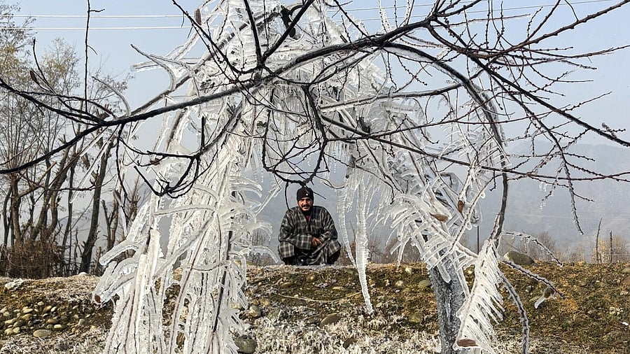 <div class="paragraphs"><p>A man looks on as icicles are formed on branches of a tree, during a cold winter morning, at Pahalgam, in Anantnag district, Jammu and Kashmir.</p></div>