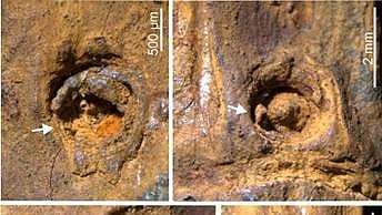 <div class="paragraphs"><p>The bamboo fossil. </p></div>