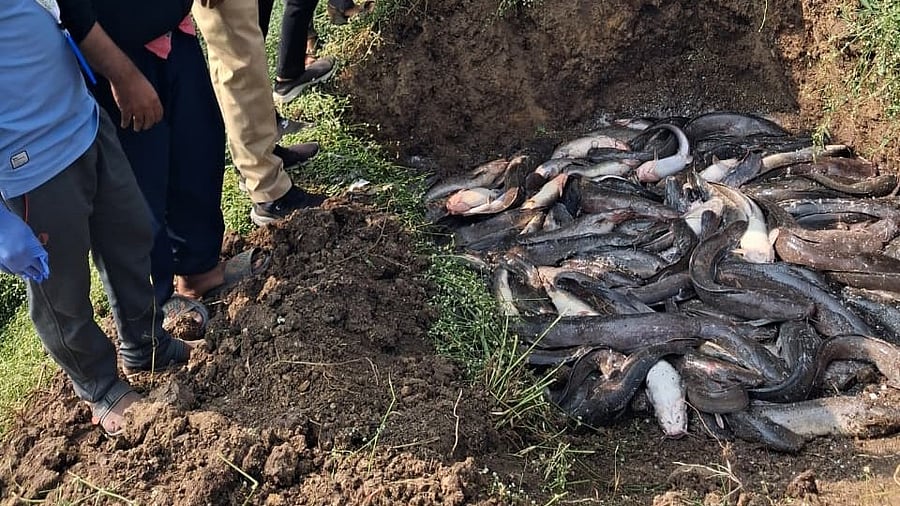 <div class="paragraphs"><p>This illegal farming poses a severe threat to the native aquatic biodiversity of Ujani, which is a critically important wetland.</p></div>