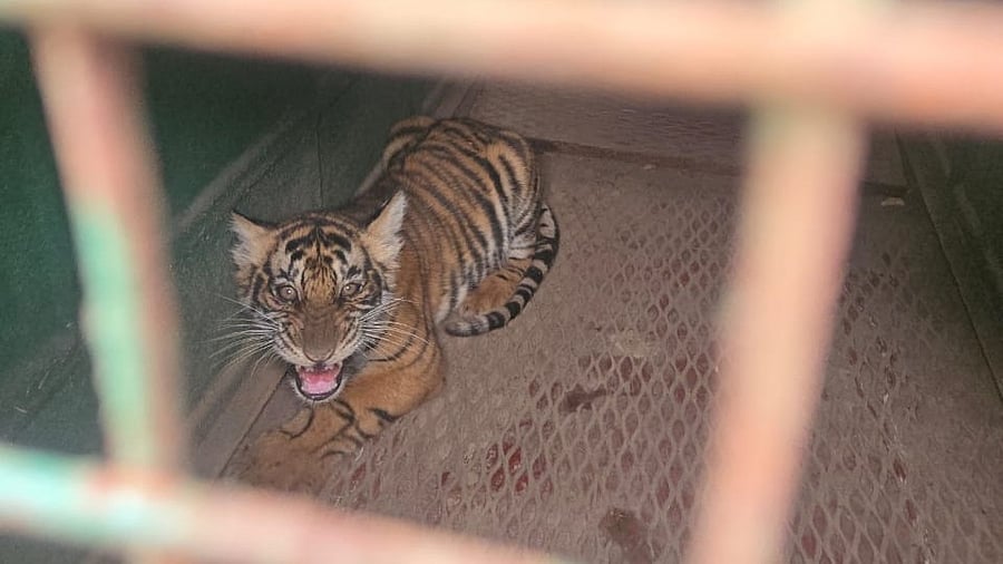 <div class="paragraphs"><p>One of the four Tiger cubs rescued at Gowdanahakatte of Hunsur taluk, Mysuru district on Saturday late night. Credit: DH Photo </p></div>