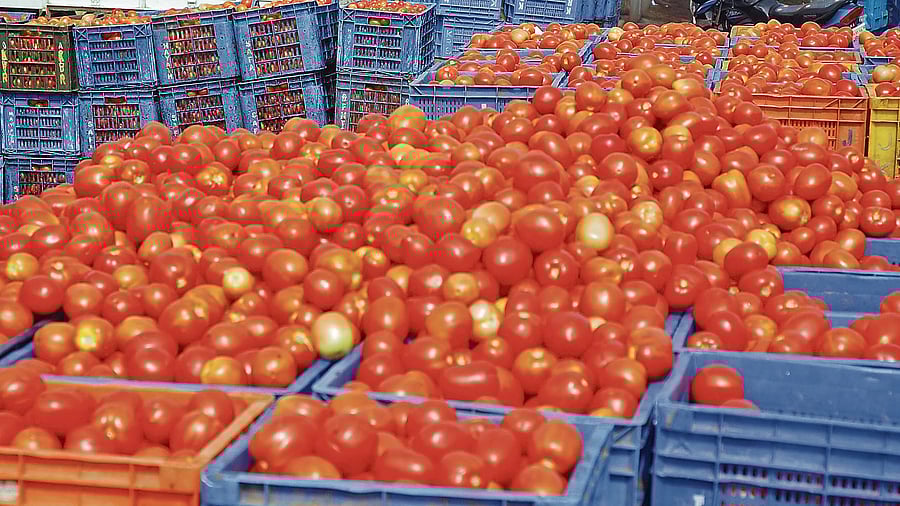While crop loss in Karnataka has brought down the tomato yield, the bad rains in Maharashtra has meant that a lot of produce from Karnataka is also being sent to meet the demand in North India. DH FILE PHOTO FOR REPRESENTATION