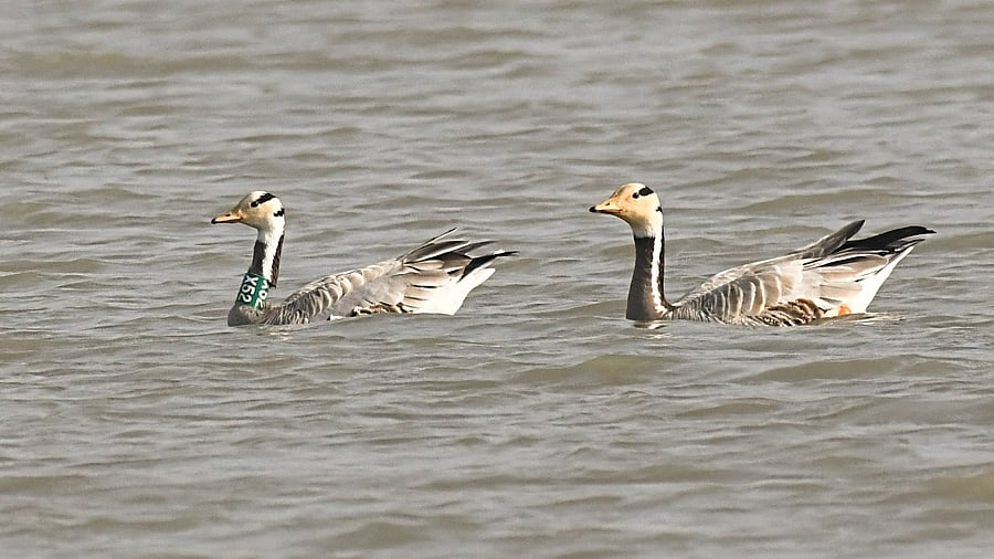 <div class="paragraphs"><p>A pair of bar-headed geese with one of them having the collar tag X-52 at Magadi Lake. </p></div>