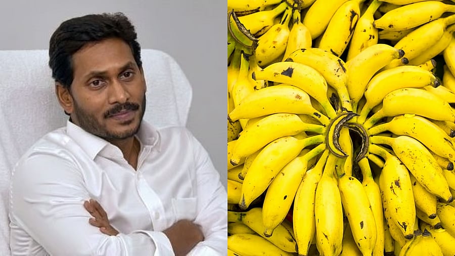 <div class="paragraphs"><p>YSRCP supremo Y S Jagan Mohan Reddy and image of bunches of bananas.</p></div>