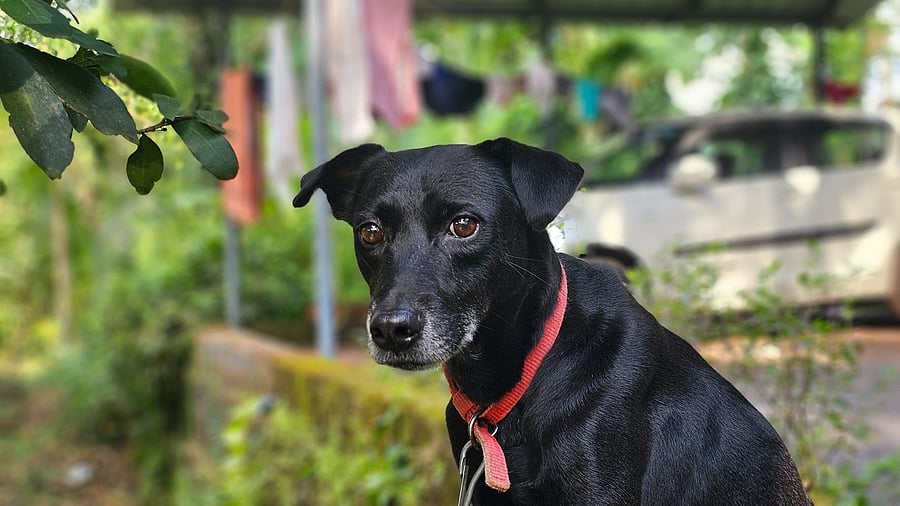 <div class="paragraphs"><p>Representative image showing a dog</p></div>