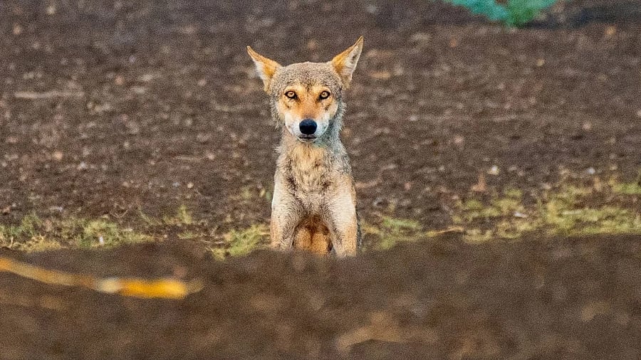 Wolves in the state seem to be staring at extinction due to several factors, including the not-so-friendly attitudes of present-day shepherds, whose livestock are often lifted by the predators. 