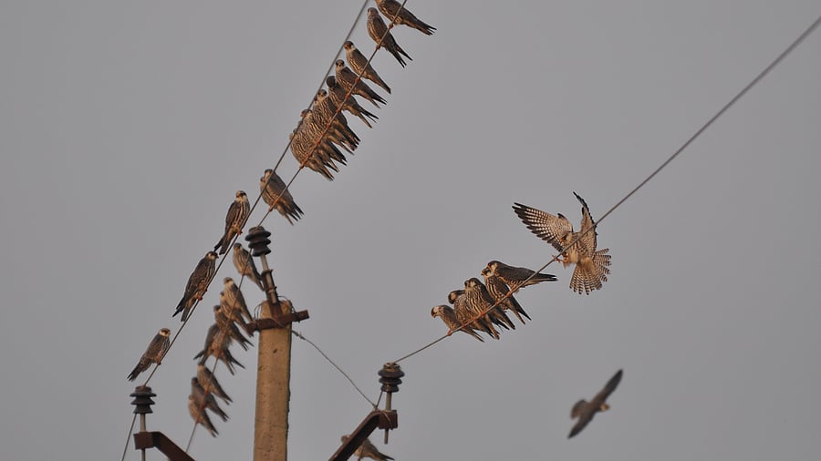 <div class="paragraphs"><p>Amur Falcons.</p></div>