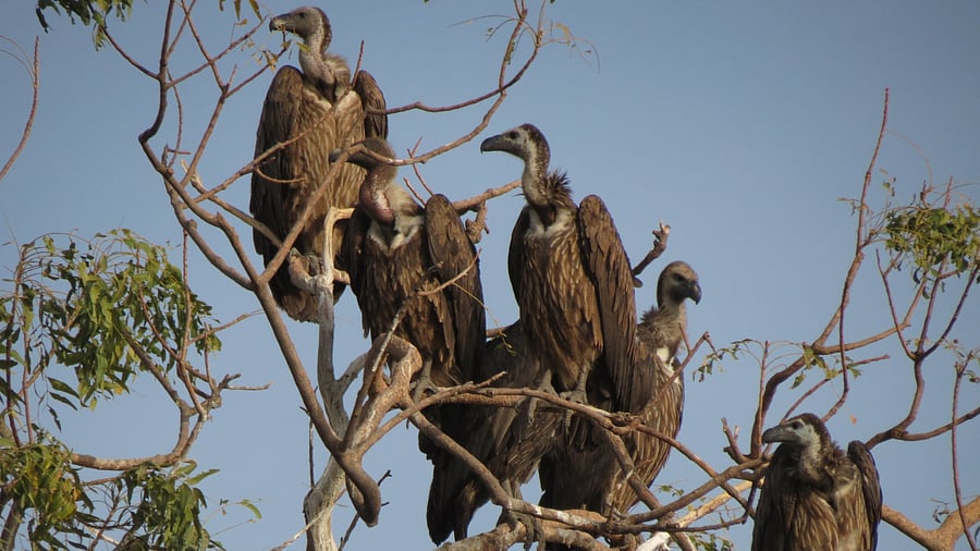 <div class="paragraphs"><p>White-rumped vulture. </p></div>