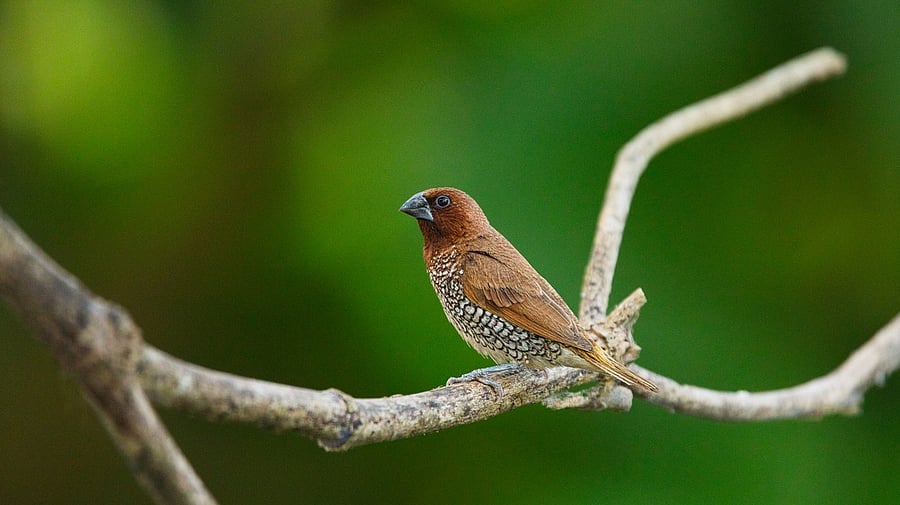 <div class="paragraphs"><p>Representative image showing a bird</p></div>