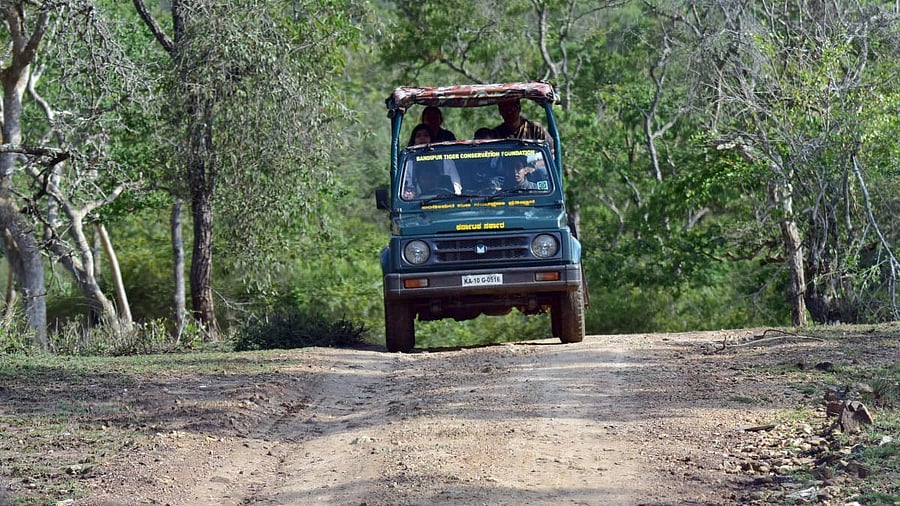 <div class="paragraphs"><p>Tourists on a safari in Bandipur forest.</p></div>