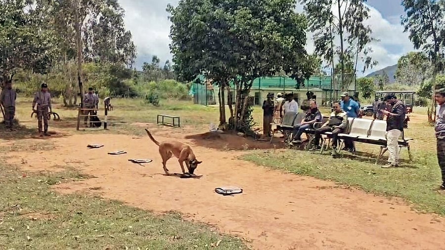 <div class="paragraphs"><p>A dog trained at the Canine Squad Centre in Bandipur Tiger Reserve . </p></div>