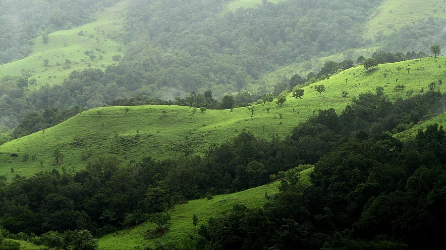 <div class="paragraphs"><p>The Shivamogga NGO has sought an urgent intervention of the authorities concerned to declare the monitoring committees of the eco-sensitive zones for Kudremukh and Someshwara "illegal". Image for representation.</p></div>
