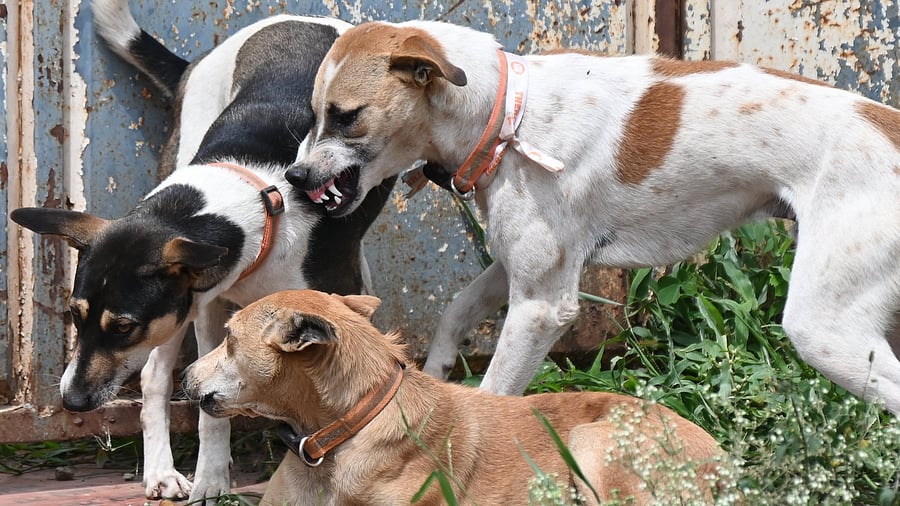 <div class="paragraphs"><p>A representative photo of dogs.</p></div>