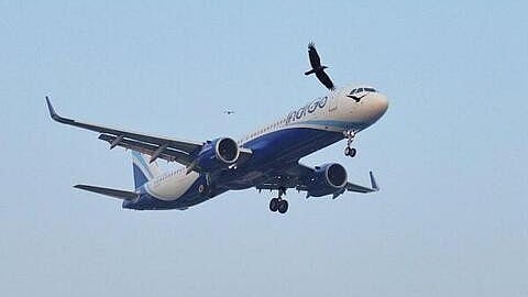 <div class="paragraphs"><p>An Indigo plane.</p></div>
