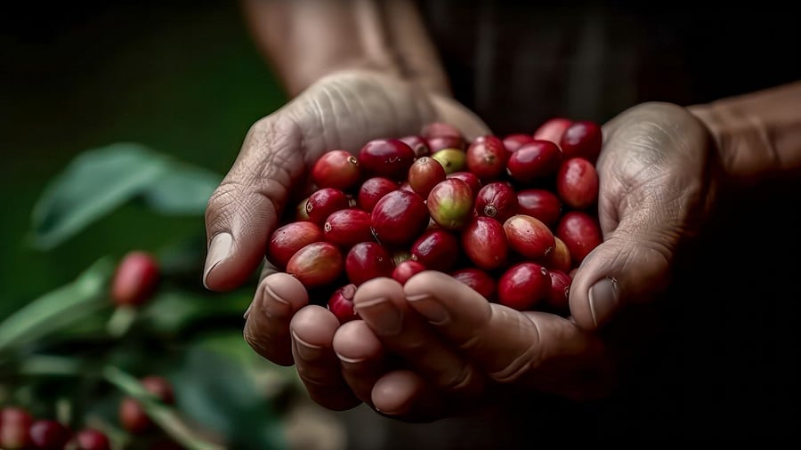 <div class="paragraphs"><p>Representative image showing coffee beans</p></div>