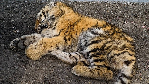<div class="paragraphs"><p>Representative image of a dead tiger cub.</p></div>