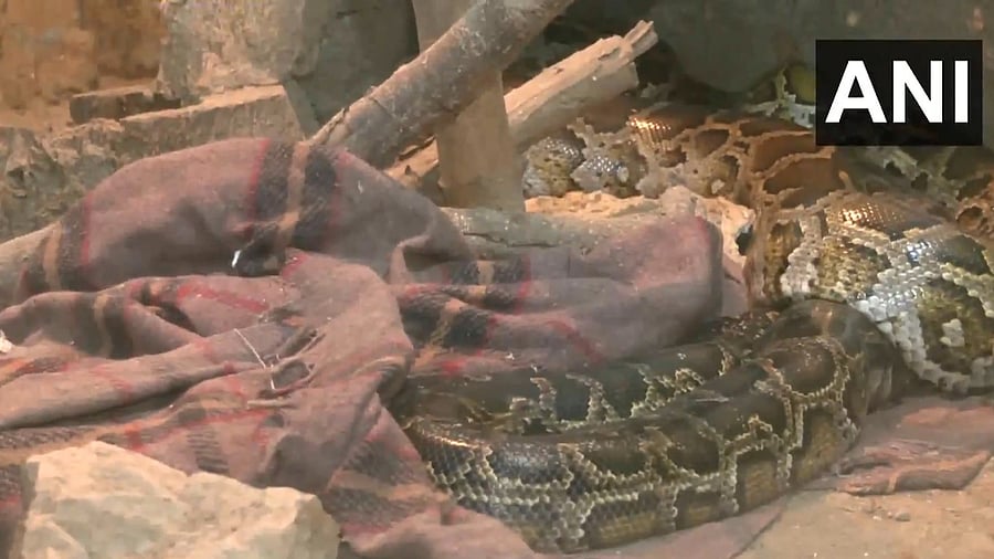<div class="paragraphs"><p>A Burmese python in&nbsp;Sanjay Gandhi Biological Park, Patna</p></div>