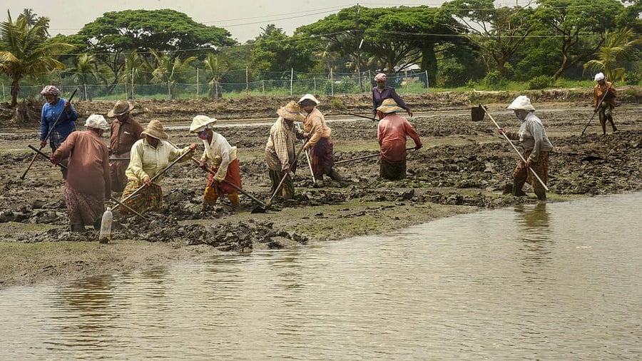 <div class="paragraphs"><p>Farmers plough a water-filled field before planting Pokkali paddy crop, at Kadamakkudy in the suburbs of Kochi. (Representative image)</p></div>