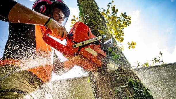 <div class="paragraphs"><p>Hindustan Aeronautics Ltd (HAL) has requested permission from the Greater Bengaluru Authority (GBA) to axe about 155 trees. Credit: iStock photo</p></div>