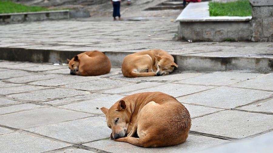 Apex court orders say to clear stray dogs from public spaces and relocate them to shelters after sterilisation. DH FILE PHOTO